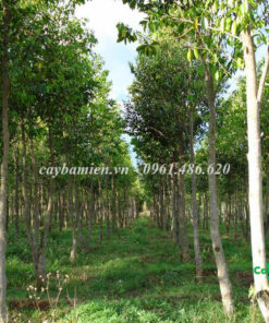 Vườn giống cây Trầm Hương của Cây Ba Miền