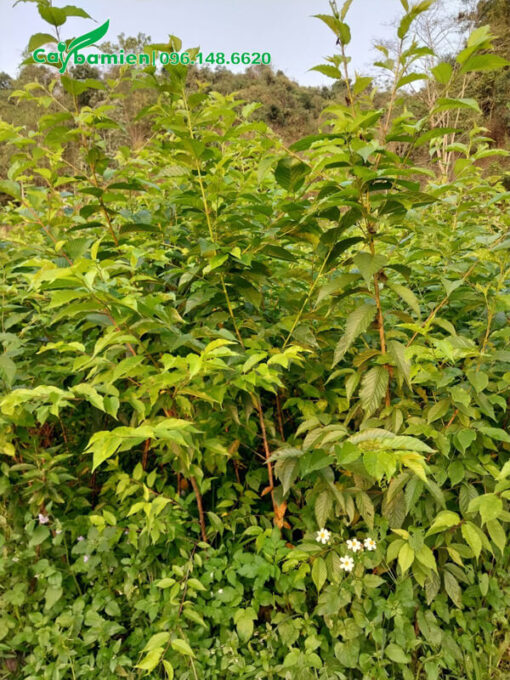 Vườn cây giống hoa anh đào