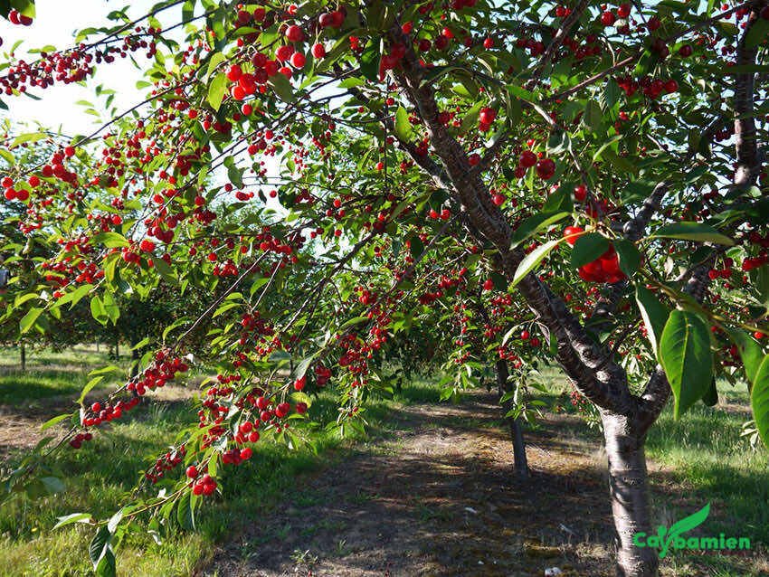 Hình ảnh vườn cây Cherry trĩu quả, chuẩn bị thu hoạch