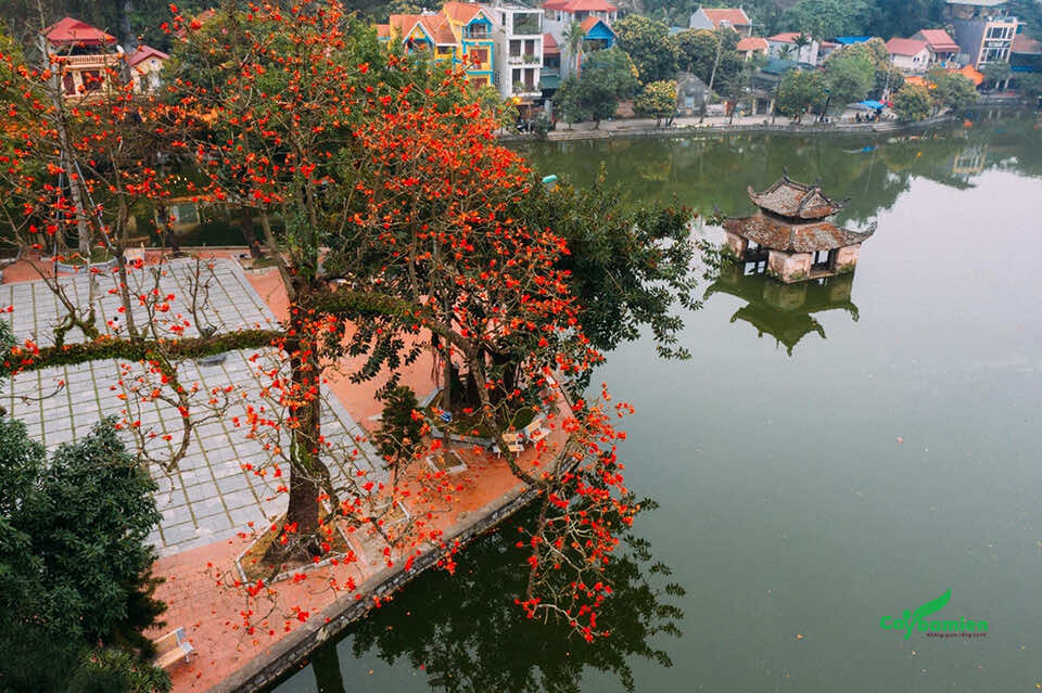 Cây Hoa Gạo đại thụ tại một ngôi đình ở miền Bắc Việt Nam