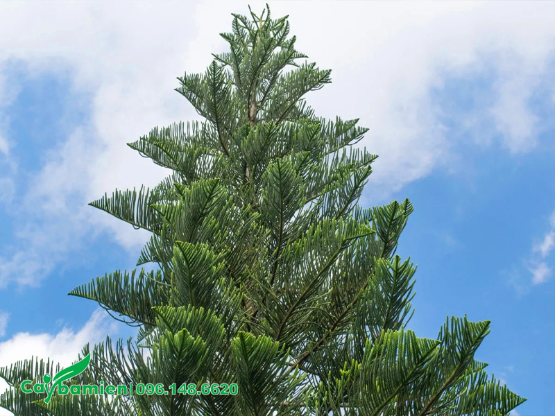 Dáng cây hình chóp nhọn, xanh tốt