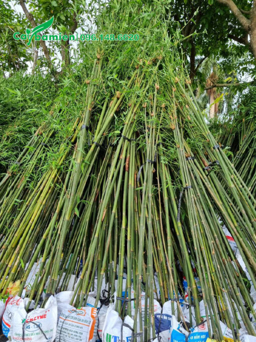 Hàng tuyển đẹp, xếp thành từng đống, màu xanh tươi mát mát