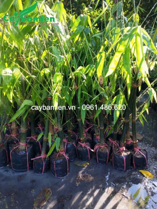 Cây giống Tre Mạnh Tông