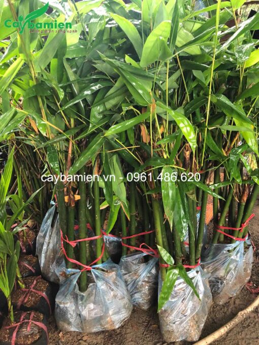 Cây giống giâm cành, chiều cao khoảng 50cm