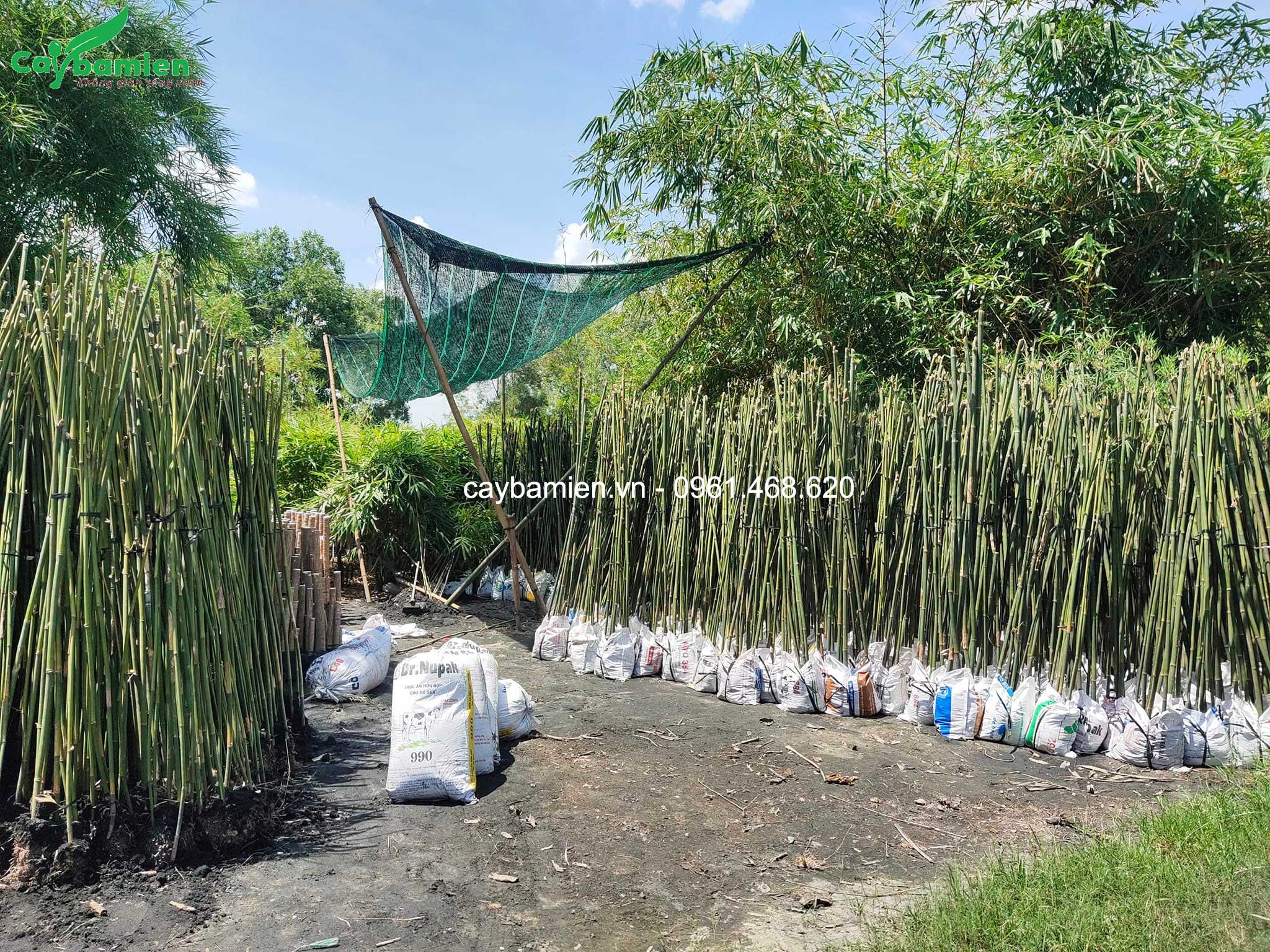 Vườn cây trúc câu cá giao cho khách tại Sài Gòn