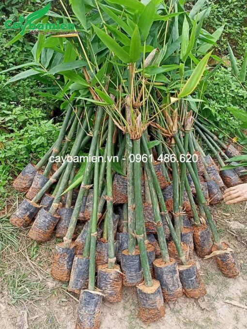 Dâm ủ cây tre mạnh tông