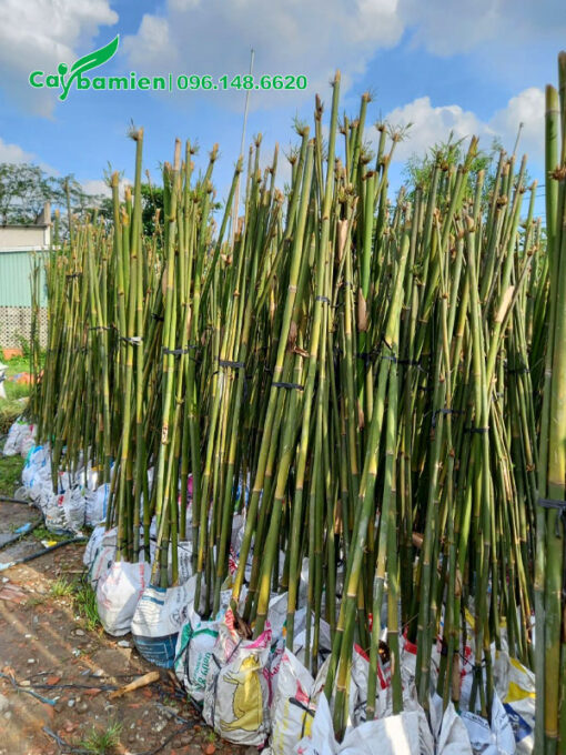 Cây mới xử lý, dâm ủ trong bầu đất