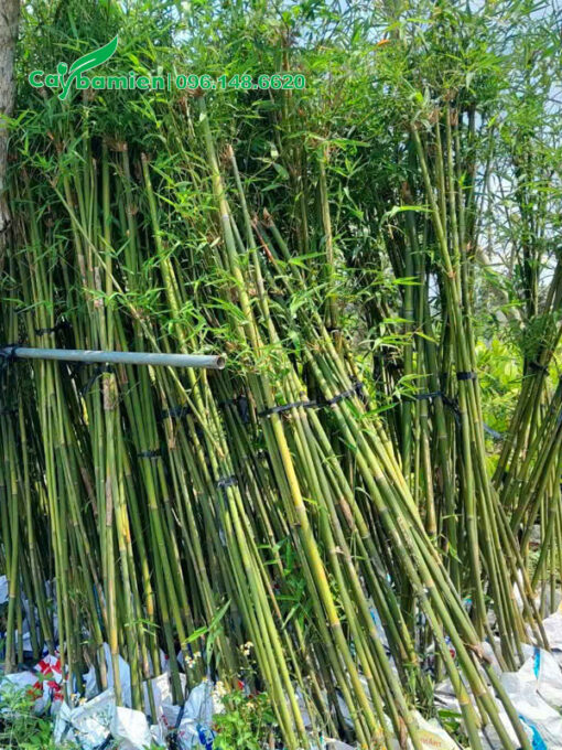 Hàng chục bụi trúc cần câu cao 3m