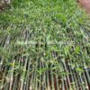 Cây tre mạnh tông ảnh đại diện
