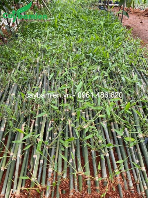Cây tre mạnh tông ảnh đại diện