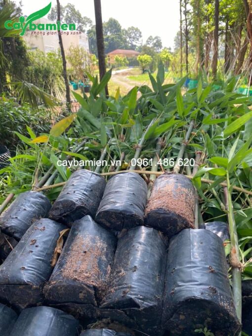Mạnh tông đóng bầu to