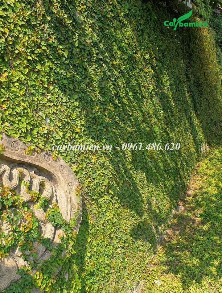Tường rào phủ kím màu xanh tươi của cây Thằn Lằn Vẩy Ốc