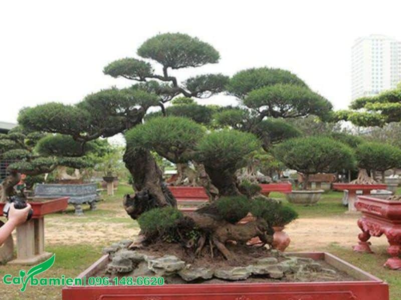 Phi lao bonsai đẹp độc lạ