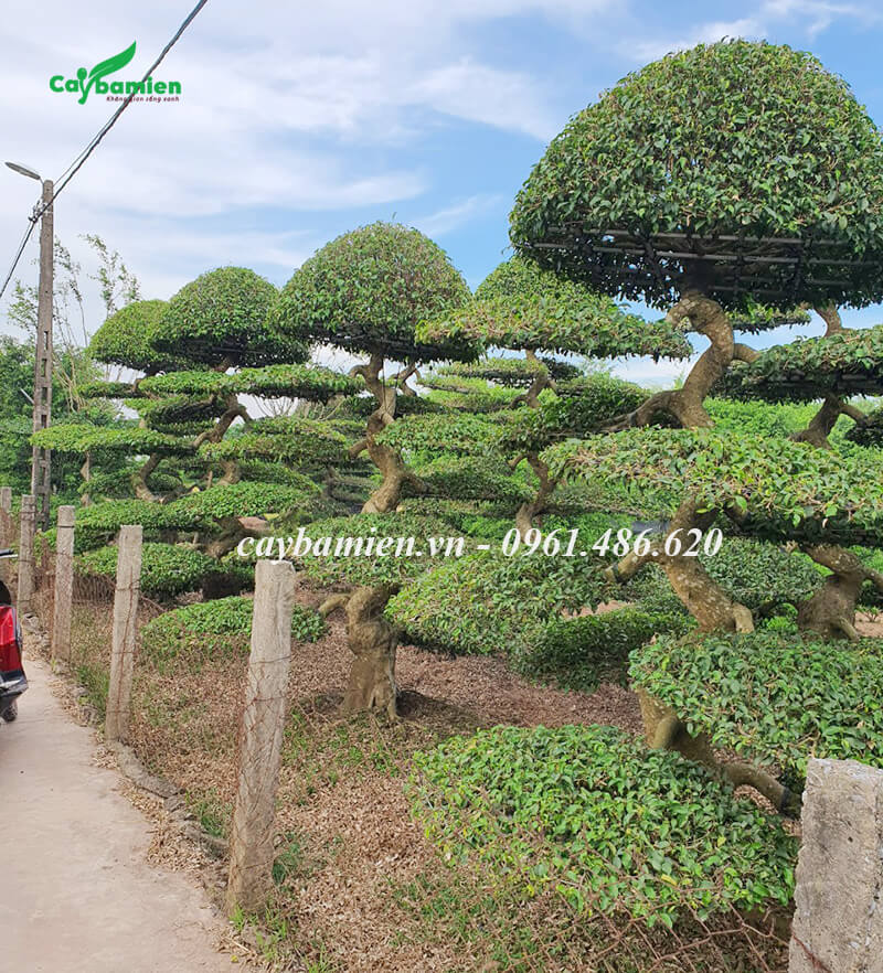 Vườn cây Sanh Nam Điền hơn 100 cây, dáng đẹp, tán tròn gọn