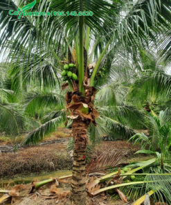 Dừa xanh lộ thân 2, đang ra quả non