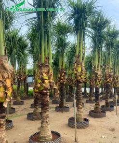 Vườn dưỡng ủ số lượng lớn cây dừa công trình, cành vẫn buộc gọn