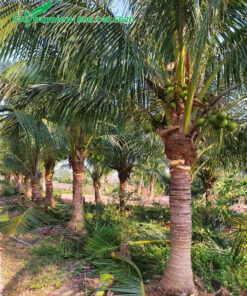 Hàng cây dừa xanh lâu năm, lộ thân 1,5m