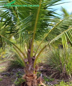 Cây Dừa nhỏ mới bắt đầu lộ thân