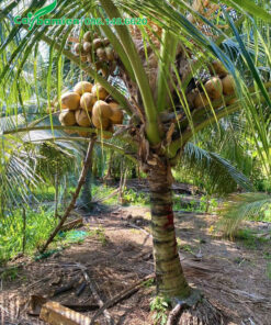 Cây Dừa sai trái