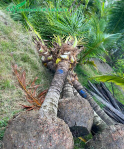 Dừa công trình lóng thân 3m, thẳng đẹp