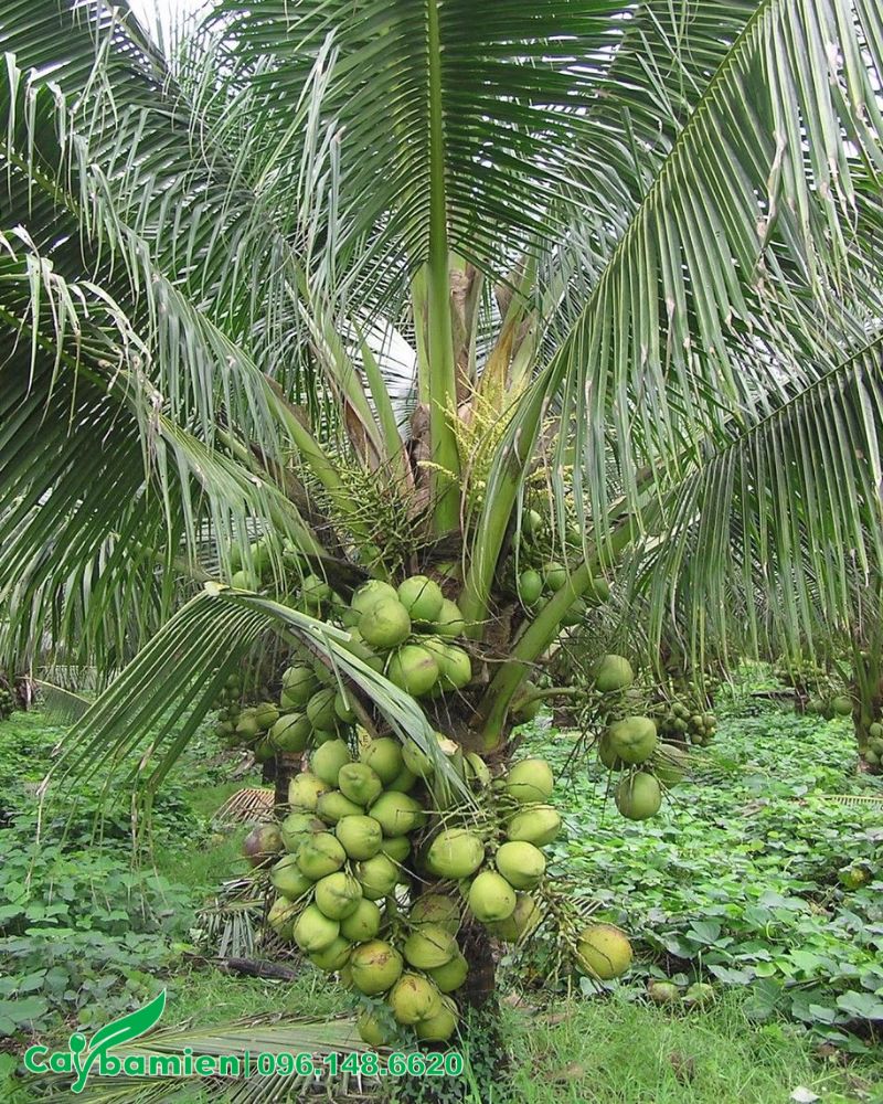 Cây dừa xiêm sai quả