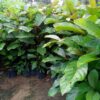 Cây gáo vàng nhỏ ươm bằng hạt