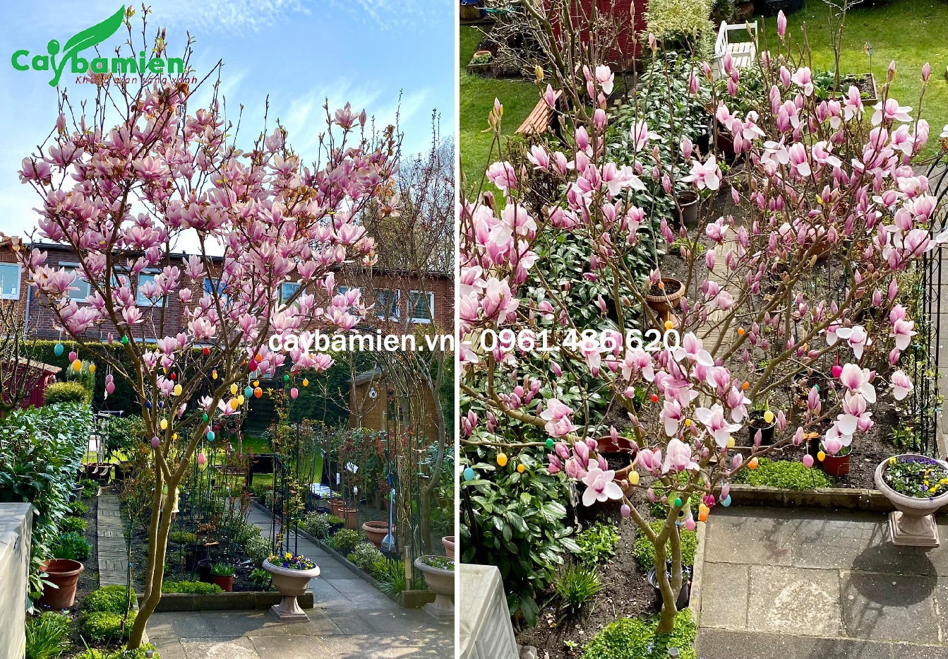 Hoa mộc lan màu hồng trồng sân vườn biệt thự