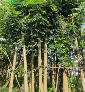 Cây Nhạc Ngựa giâm ủ, dáng thân thẳng đứng