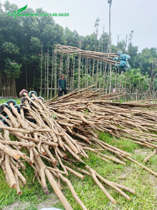 Cây Nhạc Ngựa cao lớn, đã đốn hết cành lá