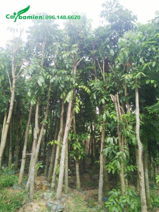 Bán cây Nhạc ngựa hàng dưỡng tận vườn