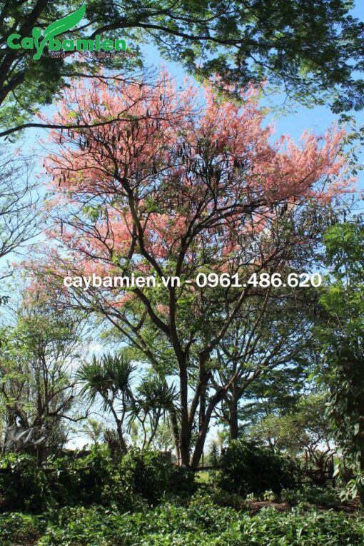 Cây hoa Ô Môi đẹp, hoa nở rực rỡ