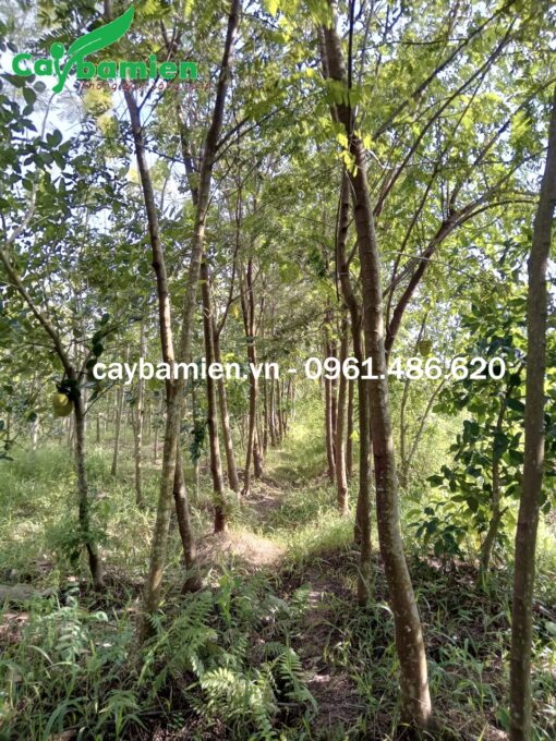 Cây ô môi đường kính thân 8 - 10cm