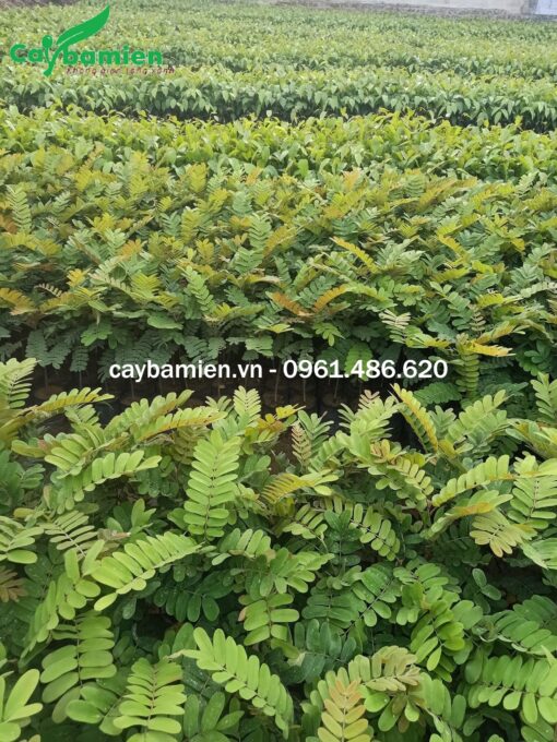 Vườn ươm cây ô môi giống tại Cây Ba Miền