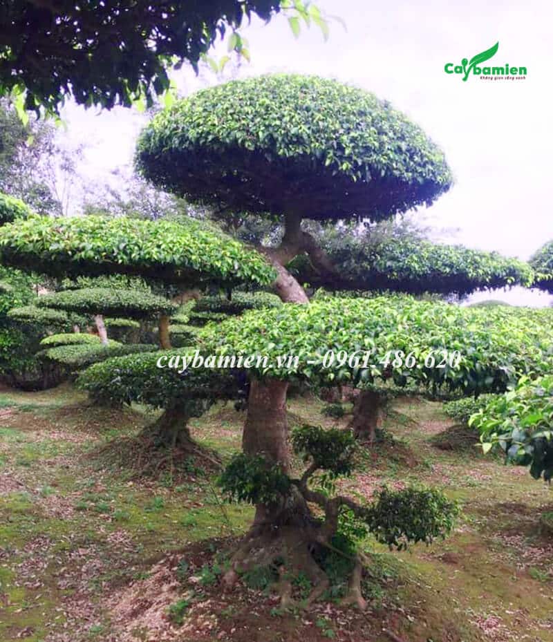 Hàng trăm cây sanh Nam Điền cổ thị dáng bonsai siêu đẹp