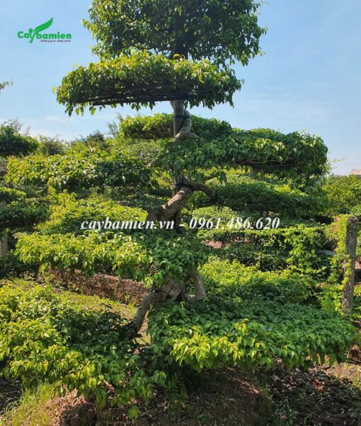 Cây Sanh Nam Điền dáng long siêu nghệ thuật