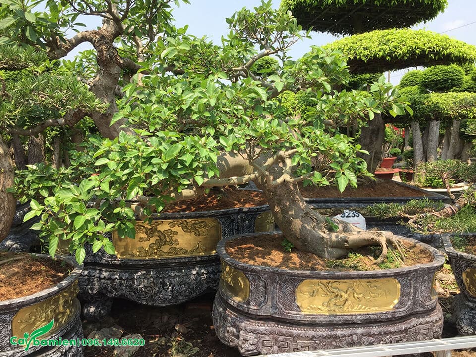 Cây Sung bonsai trồng trong chậu đá