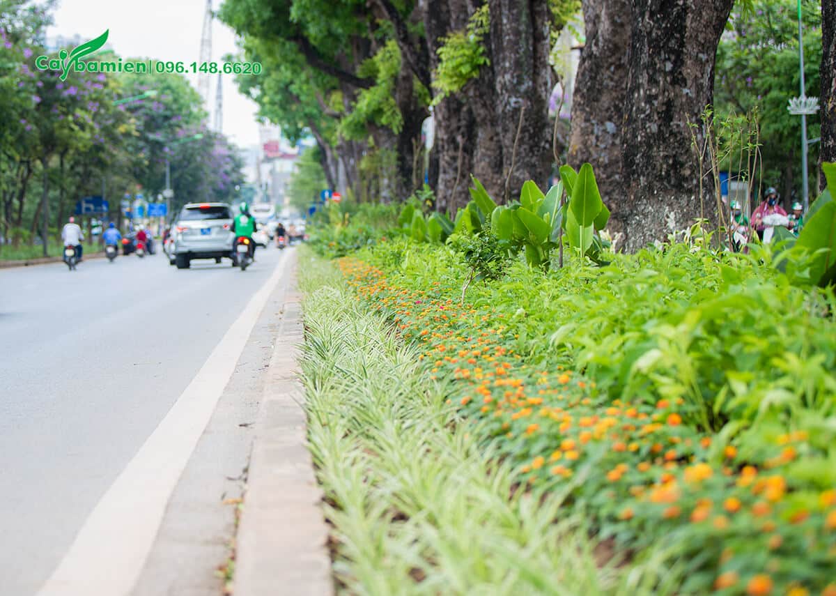 Trồng cây cỏ lan chi, hoa ngũ sắc trên dải phân cách đường phố