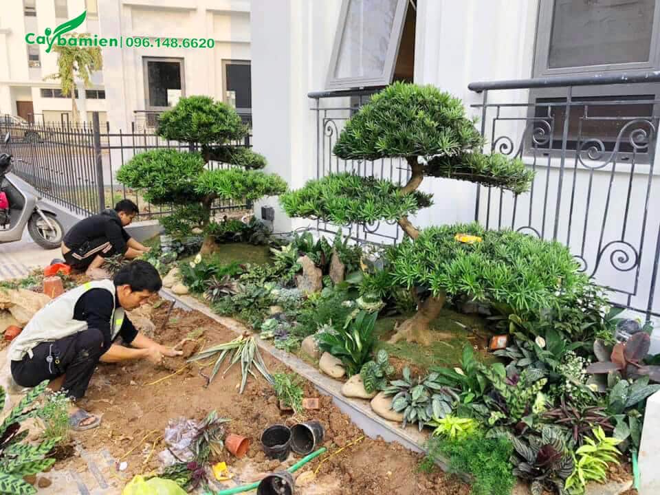 Công nhân đang thi công cây trồng viền biệt thự