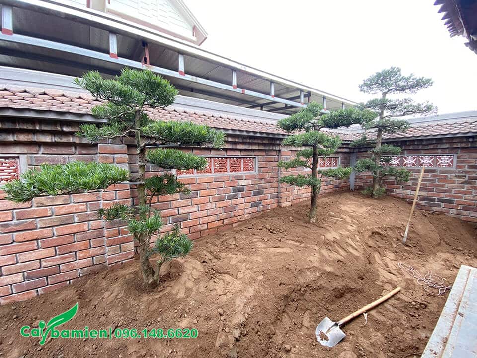 3 cây Tùng La Hán tán đẹp trồng trong nhà từ đường