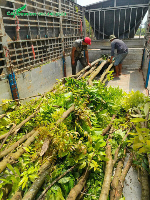 Nhạc Ngựa công trình cao 6m