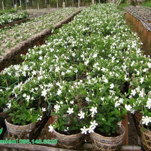 Địa chỉ bán địa chỉ bán mai chỉ thiên