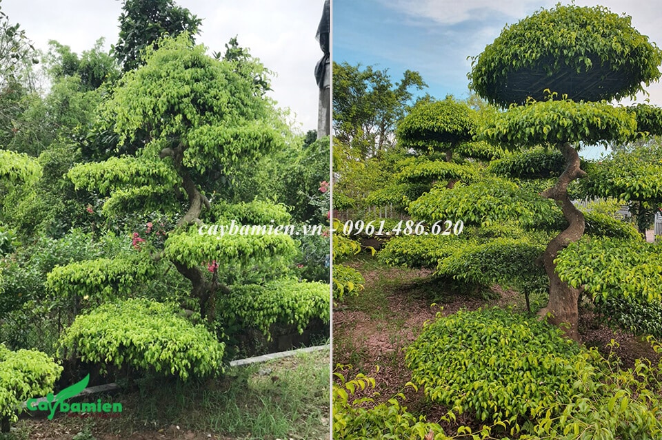 Bán cây Sanh Nam Điền lâu năm giá tốt nhất thị trường