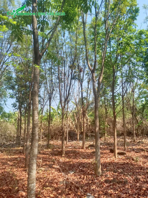 Vườn bán Nhạc Ngựa trưởng thành, cao 4m