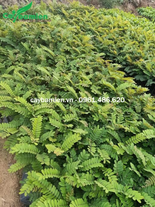 Những luống cây giống ô môi tại vườn ươm