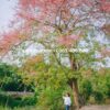 Cây ô môi ảnh đại diện