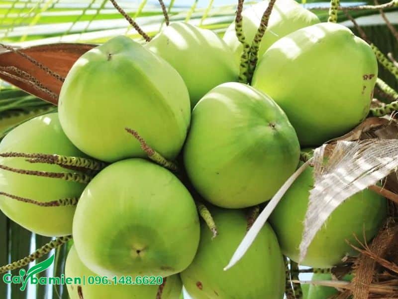 Trái dừa sum suê trĩu quả