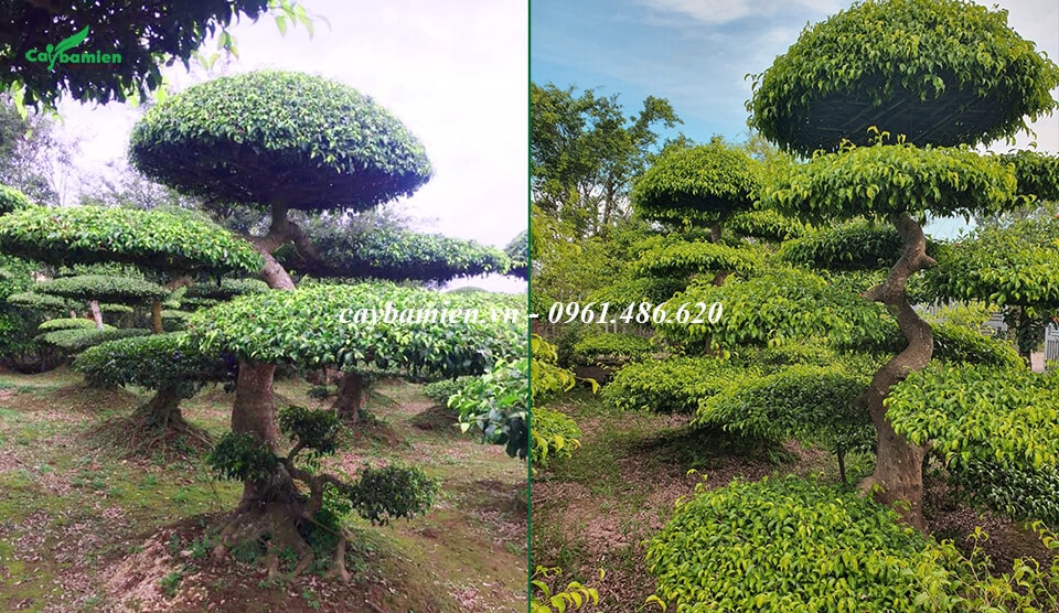 Vườn cây Sanh Nam Điền bonsai đã tạo dáng, tạo tán siêu đẹp