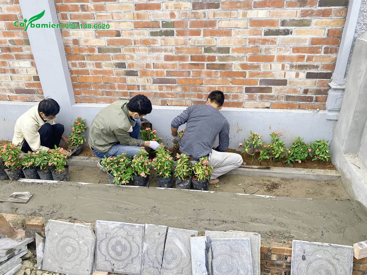 Cây Xương Rồng Bát Tiên được thi công trồng viền xung quanh tường