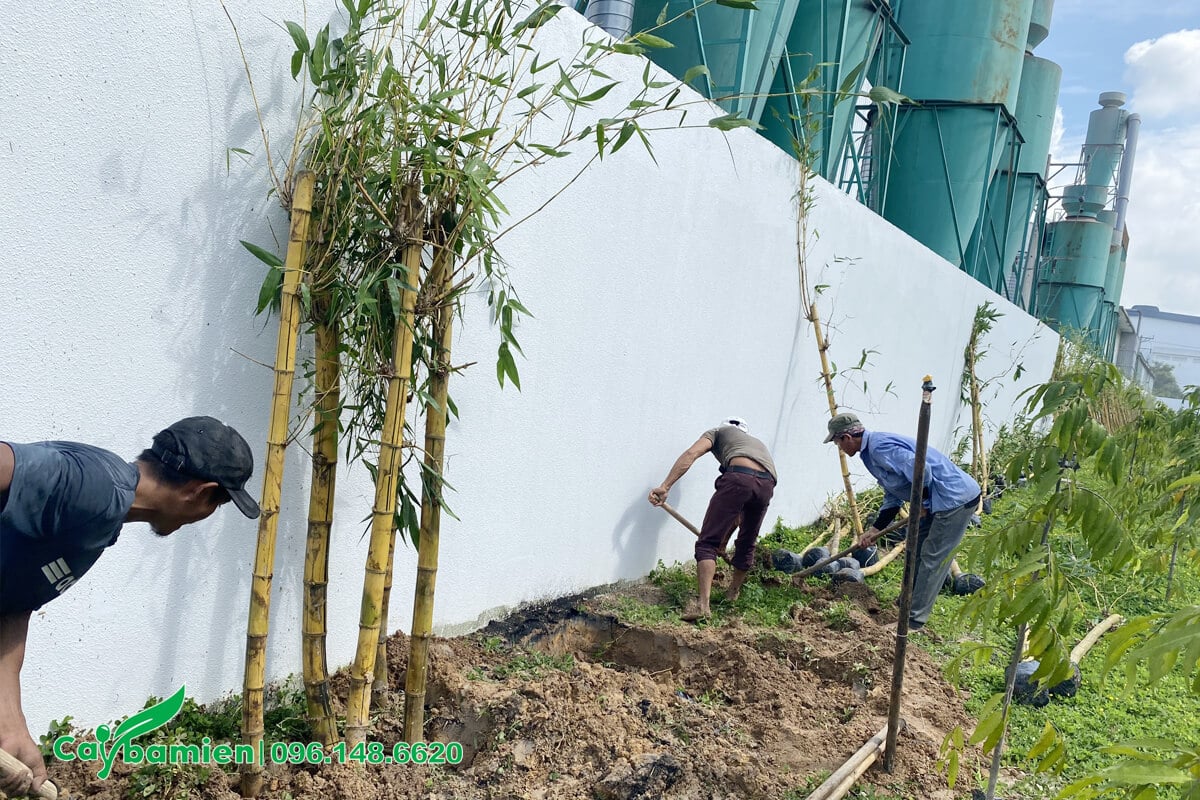 Công nhân đang tiến hành đào hố trồng cây tre vàng