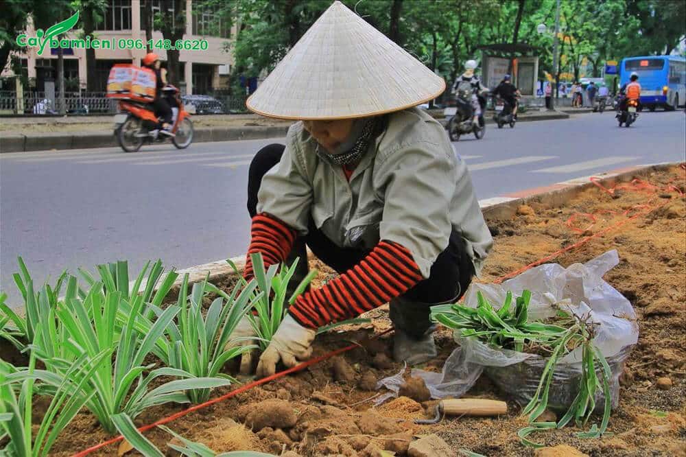 Công nhân đang trồng cỏ Lan Chi tạo viền cho dải phân cách